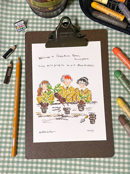 Mandrake Potting